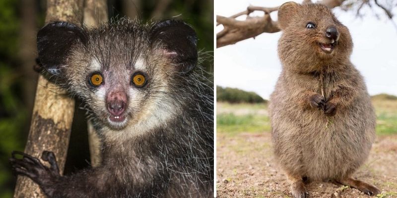 động vật hoang dã